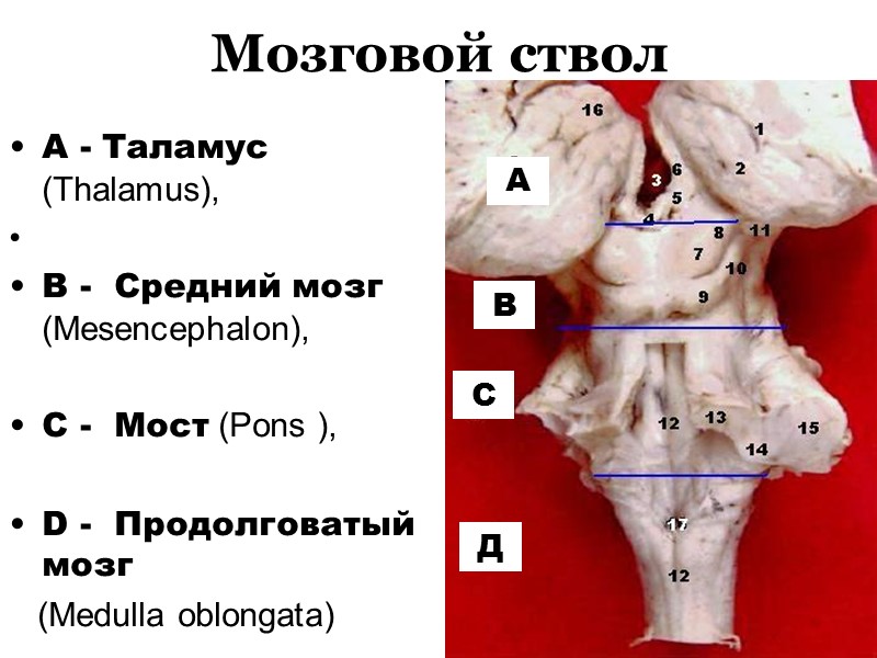 Мозговой ствол A - Таламус (Thalamus),   B -  Средний мозг (Mesencephalon),